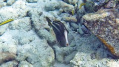 Orange Spotted Filefish (8